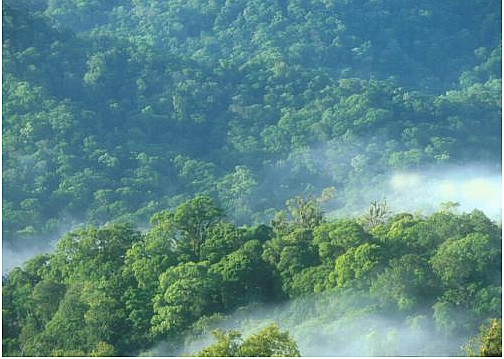 Reserva de Biosfera de Rio Plátano